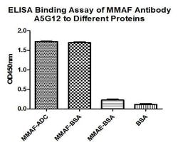 Invitrogen MMAF Monoclonal Antibody (A5G12) 100 &mu;L; Unconjugated:Antibodies,