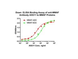 Invitrogen MMAF Monoclonal Antibody (A5G11) 100 &mu;L; Unconjugated:Antibodies,