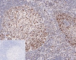 Invitrogen H3K27ac Monoclonal Antibody (A6D7) 100 &mu;L; Unconjugated:Antibodies,