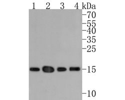 Invitrogen H3K27ac Monoclonal Antibody (A6D7) 100 &mu;L; Unconjugated:Antibodies,