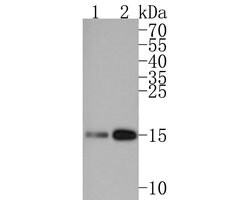 Invitrogen H3K27ac Monoclonal Antibody (A6D7) 100 &mu;L; Unconjugated:Antibodies,
