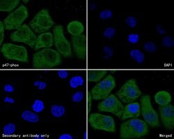 Invitrogen p47phox Monoclonal Antibody (A6B11) 100 &mu;L; Unconjugated:Antibodies,