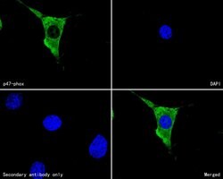 Invitrogen p47phox Monoclonal Antibody (A6B11) 100 &mu;L; Unconjugated:Antibodies,