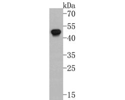 Invitrogen p47phox Monoclonal Antibody (A6B11) 100 &mu;L; Unconjugated:Antibodies,