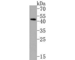 Invitrogen p47phox Monoclonal Antibody (A6B11) 100 &mu;L; Unconjugated:Antibodies,