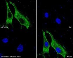 Invitrogen&trade;&nbsp;p47phox Monoclonal Antibody (A6B10)