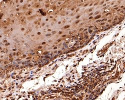 Invitrogen eIF6 Monoclonal Antibody (A6A3) 100 &mu;L; Unconjugated:Antibodies,