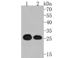 Invitrogen eIF6 Monoclonal Antibody (A6A3) 100 &mu;L; Unconjugated:Antibodies,