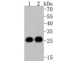 Invitrogen eIF6 Monoclonal Antibody (A6A3) 100 &mu;L; Unconjugated:Antibodies,