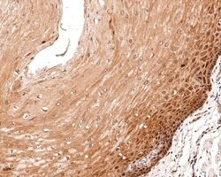 Invitrogen eIF6 Monoclonal Antibody (A6A2) 100 &mu;L; Unconjugated:Antibodies,
