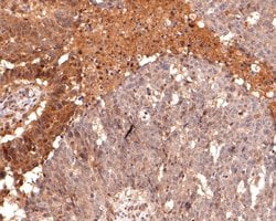 Invitrogen eIF6 Monoclonal Antibody (A6A2) 100 &mu;L; Unconjugated:Antibodies,