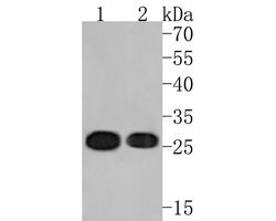 Invitrogen eIF6 Monoclonal Antibody (A6A2) 100 &mu;L; Unconjugated:Antibodies,