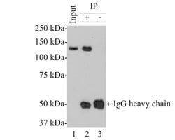 Invitrogen Bub1 Monoclonal Antibody (A6E10) 100 &mu;L | Buy Online | Invitrogen&trade; | Fisher Scientific
