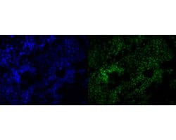 Invitrogen POLR2A Monoclonal Antibody (A5F3) 100 &mu;L; Unconjugated:Antibodies,