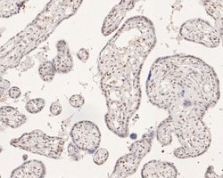 Invitrogen POLR2A Monoclonal Antibody (A5F3) 100 &mu;L; Unconjugated:Antibodies,