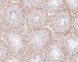 Invitrogen POLR2A Monoclonal Antibody (A5F3) 100 &mu;L; Unconjugated:Antibodies,