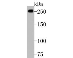 Invitrogen POLR2A Monoclonal Antibody (A5F3) 100 &mu;L; Unconjugated:Antibodies,