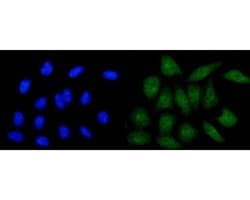 Invitrogen CLIC2 Monoclonal Antibody (A5G9) 100 &mu;L; Unconjugated:Antibodies,