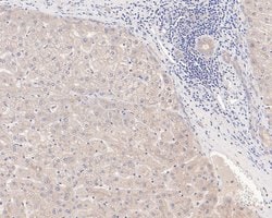 Invitrogen CLIC2 Monoclonal Antibody (A5G9) 100 &mu;L; Unconjugated:Antibodies,