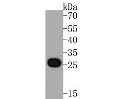 Invitrogen CLIC2 Monoclonal Antibody (A5G9) 100 &mu;L; Unconjugated:Antibodies,