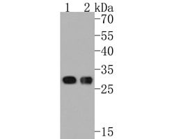 Invitrogen CLIC2 Monoclonal Antibody (A5G9) 100 &mu;L; Unconjugated:Antibodies,