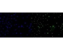 Invitrogen CENPB Monoclonal Antibody (A5F5) 100 &mu;L; Unconjugated:Antibodies,