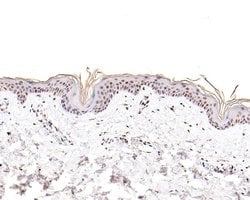 Invitrogen CENPB Monoclonal Antibody (A5F5) 100 &mu;L; Unconjugated:Antibodies,