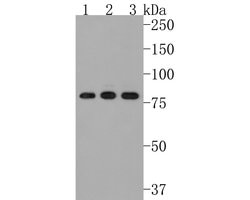 Invitrogen CENPB Monoclonal Antibody (A5F5) 100 &mu;L; Unconjugated:Antibodies,
