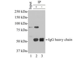 Invitrogen CENPB Monoclonal Antibody (A5F5) 100 &mu;L; Unconjugated:Antibodies,