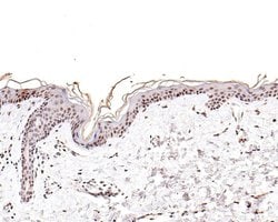 Invitrogen CENPB Monoclonal Antibody (A5F6) 100 &mu;L | Buy Online | Invitrogen&trade; | Fisher Scientific