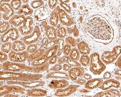 Invitrogen&trade;&nbsp;AMPK alpha-2 Monoclonal Antibody (A6A10)