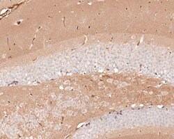 Invitrogen&trade;&nbsp;AMPK alpha-2 Monoclonal Antibody (A6A10)