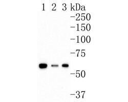 Invitrogen&trade;&nbsp;AMPK alpha-2 Monoclonal Antibody (A6A10)