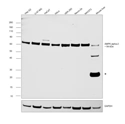 Invitrogen&trade;&nbsp;AMPK alpha-2 Monoclonal Antibody (A6A10)