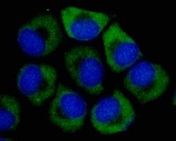 Invitrogen S6 Monoclonal Antibody (A6B8) 100 &mu;L; Unconjugated:Antibodies,