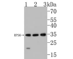 Invitrogen S6 Monoclonal Antibody (A6B8) 100 &mu;L; Unconjugated:Antibodies,