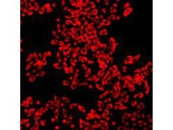Invitrogen CD80 (B7-1) Monoclonal Antibody (8-E5) 100 &mu;L; Unconjugated:Antibodies,