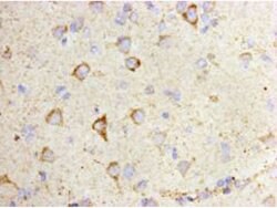 Invitrogen CD80 (B7-1) Monoclonal Antibody (8-E5) 100 &mu;L; Unconjugated:Antibodies,