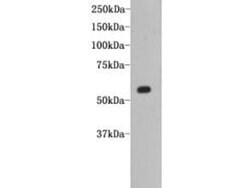 Invitrogen CD80 (B7-1) Monoclonal Antibody (8-E5) 100 &mu;L; Unconjugated:Antibodies,