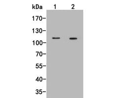 Invitrogen FAM62B Monoclonal Antibody (C4-D0) 100 &mu;L; Unconjugated:Antibodies,