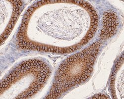 Invitrogen CD166 (ALCAM) Monoclonal Antibody (11-6) 100 &mu;L; Unconjugated:Antibodies,