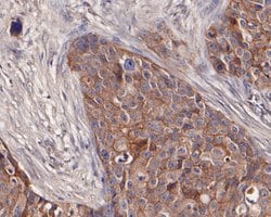 Invitrogen CD166 (ALCAM) Monoclonal Antibody (11-6) 100 &mu;L; Unconjugated:Antibodies,
