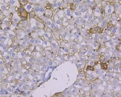 Invitrogen CD166 (ALCAM) Monoclonal Antibody (11-6) 100 &mu;L; Unconjugated:Antibodies,