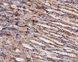 Invitrogen CD166 (ALCAM) Monoclonal Antibody (11-6) 100 &mu;L; Unconjugated:Antibodies,