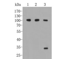 Invitrogen CD166 (ALCAM) Monoclonal Antibody (11-6) 100 &mu;L; Unconjugated:Antibodies,