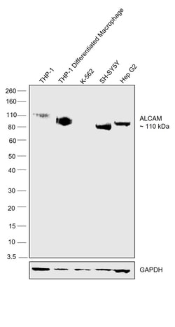 Invitrogen CD166 (ALCAM) Monoclonal Antibody (11-6) 100 &mu;L; Unconjugated:Antibodies,