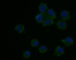 Invitrogen LRRN3 Monoclonal Antibody (A4-6-3) 100 &mu;L; Unconjugated:Antibodies,