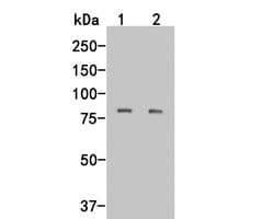 Invitrogen LRRN3 Monoclonal Antibody (A4-6-3) 100 &mu;L; Unconjugated:Antibodies,