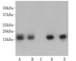 Invitrogen H3K9me3 Monoclonal Antibody (1-6) 100 &mu;L | Buy Online | Invitrogen&trade; | Fisher Scientific