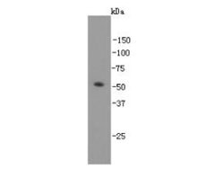 Invitrogen GATA4 Monoclonal Antibody (7-4) 100 &mu;L; Unconjugated:Antibodies,